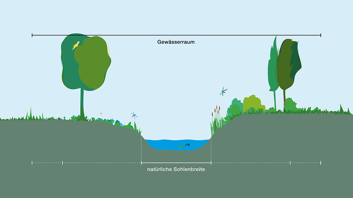 River Profile: River and riverine zone