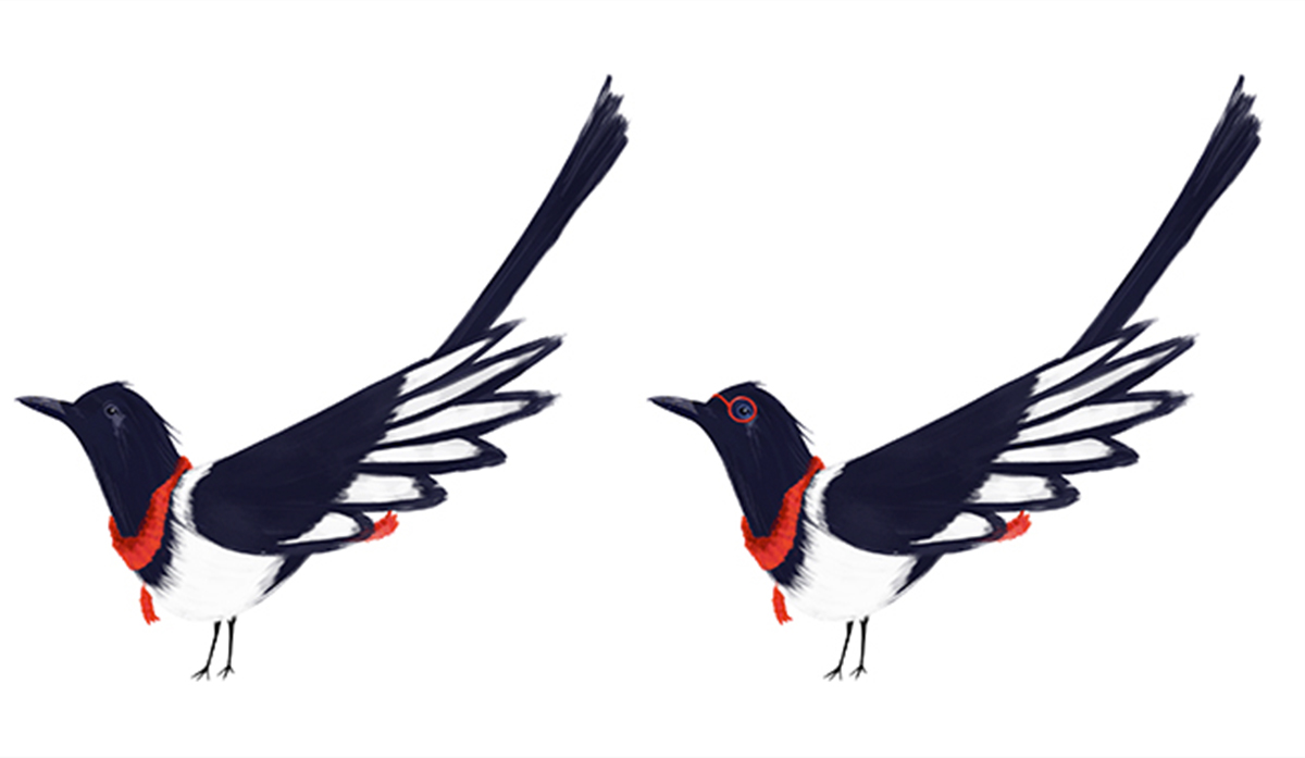 Character design: Miga the clever magpie