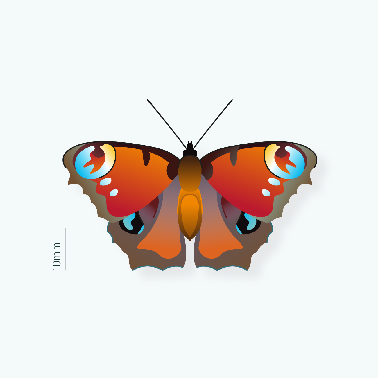 Schmetterling